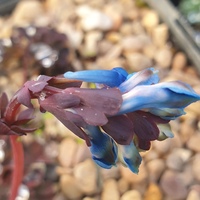 Corydalis mucronipetala dark leaf ML 7-30